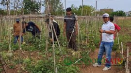 Pembina riset pupuk organik SULAMI, Kaji Johan (baju putih), bersama kelompok tani dan Komunitas Farm Forward mahasiswa UB meninjau lahan pertanian di Kota Malang, (Foto: Agus S pendoposatu.id)