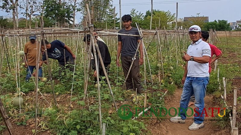 Pembina riset pupuk organik SULAMI, Kaji Johan (baju putih), bersama kelompok tani dan Komunitas Farm Forward mahasiswa UB meninjau lahan pertanian di Kota Malang, (Foto: Agus S pendoposatu.id)